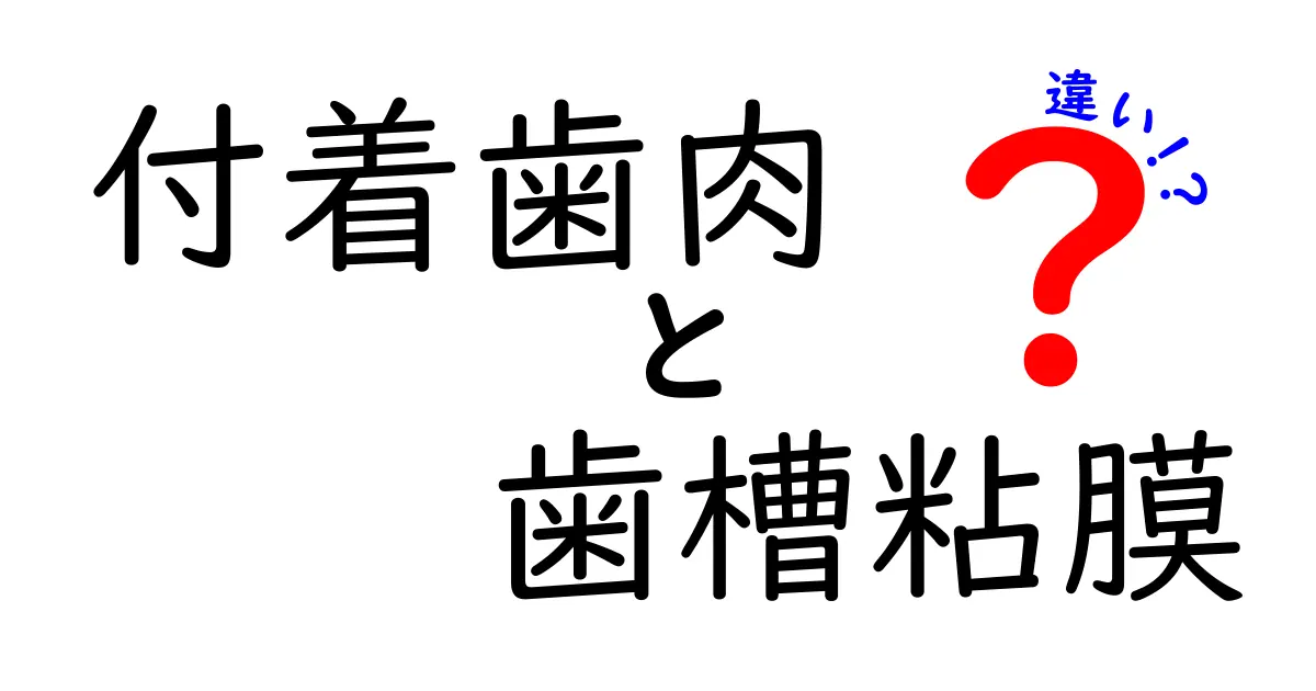 付着歯肉と歯槽粘膜の違いを徹底解説：どこがどう違うの？