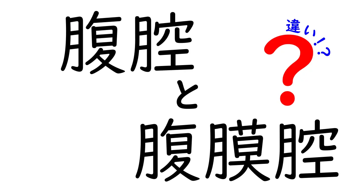 腹腔と腹膜腔の違いをやさしく解説！腹部の空間の正体を知ろう
