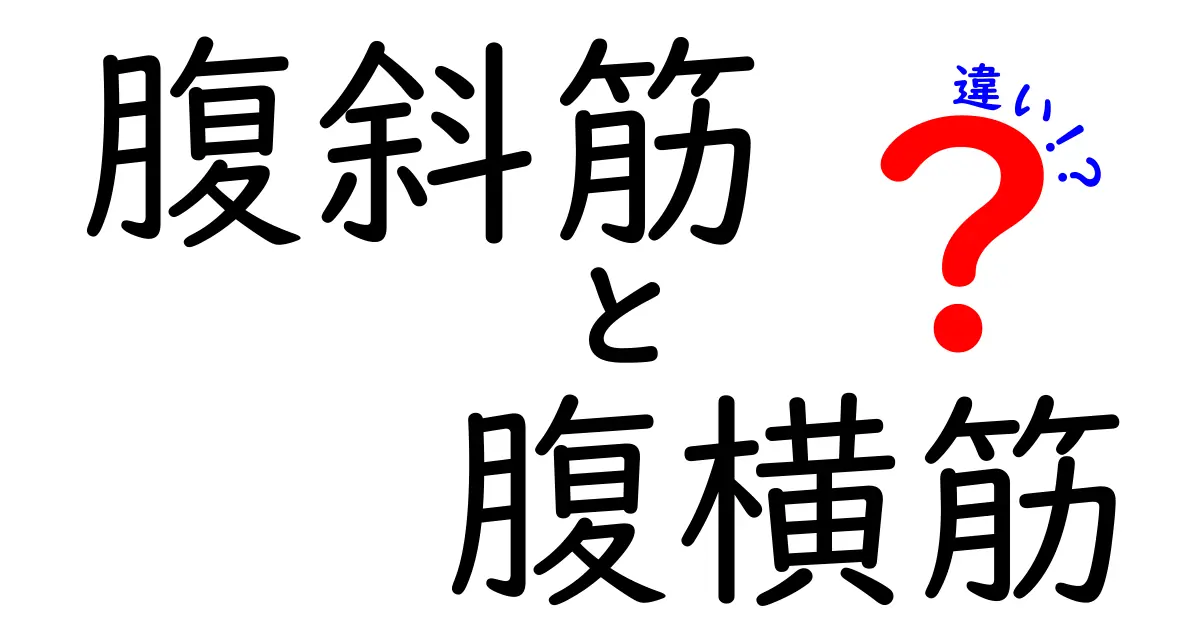 腹斜筋と腹横筋の違いを完全理解！日常動作を変える正しい使い方とトレーニング法