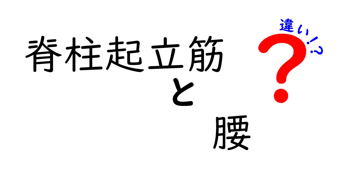 脊柱起立筋と腰の違いを徹底解説：腰痛の謎を解く鍵をやさしく理解しよう