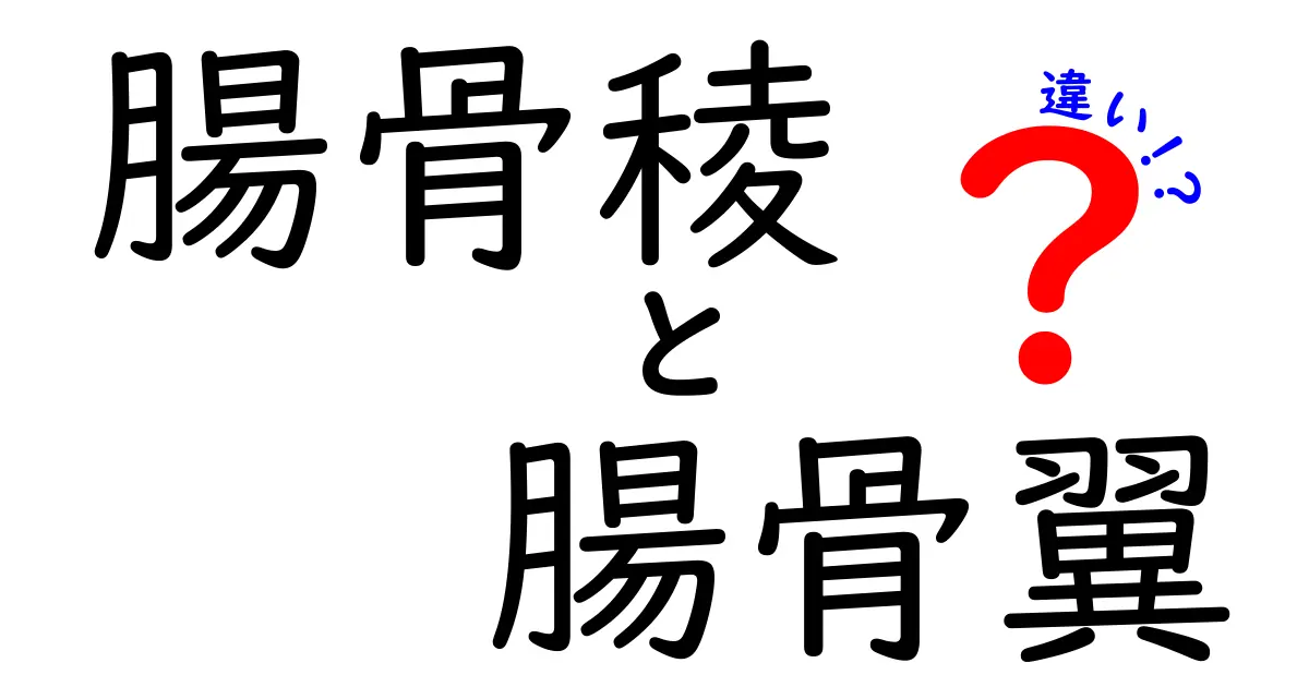 腸骨稜と腸骨翼の違いをわかりやすく解説 中学生にも伝わる図解つきガイド