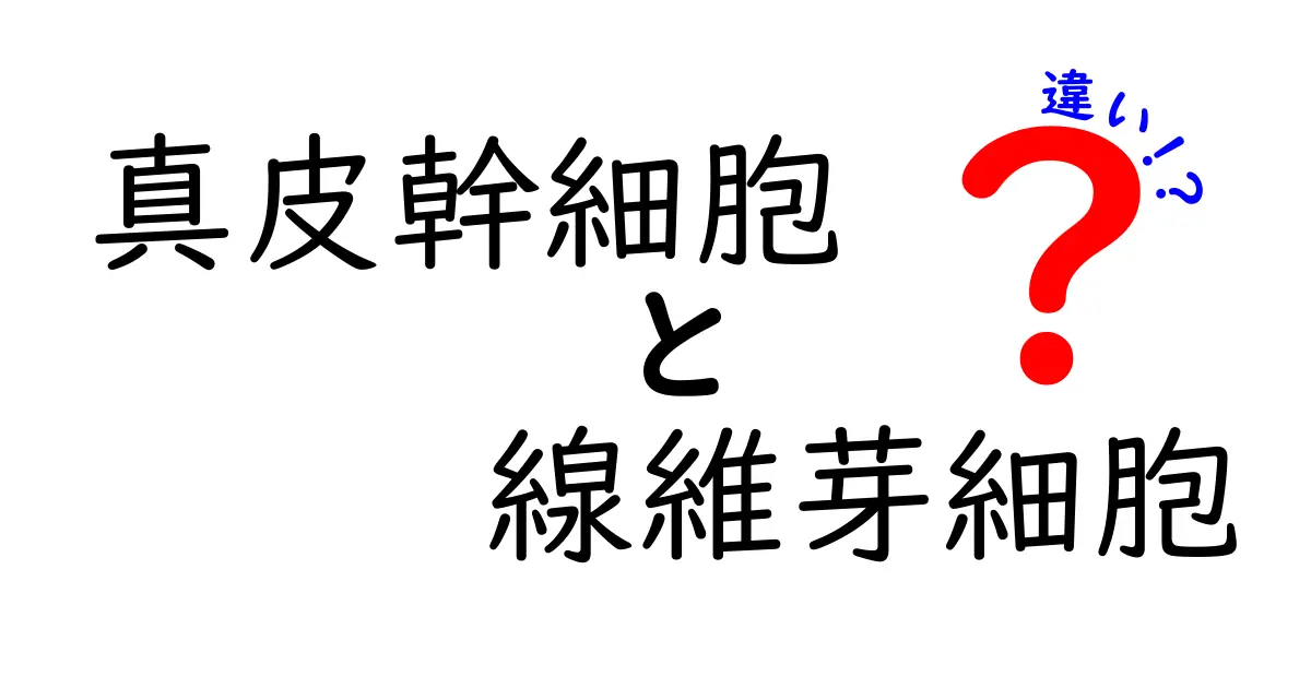 真皮幹細胞と線維芽細胞の違いを徹底解説！役割と場所を中学生にもわかる図解