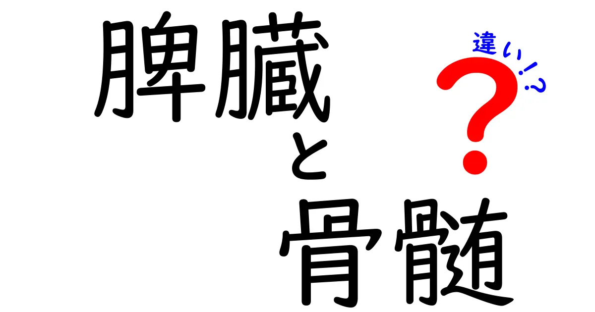 脾臓と骨髄の違いを徹底解説！体の中での役割がまったく違う2つの臓器をわかりやすく比較