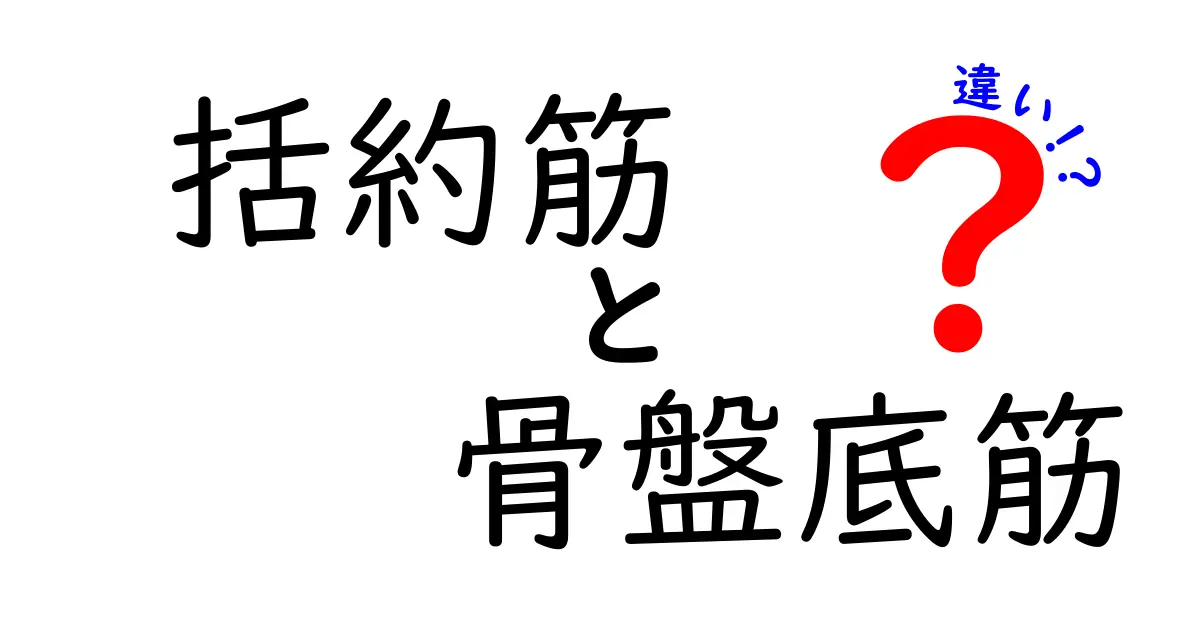 括約筋と骨盤底筋の違いを徹底解説！中学生にもわかるやさしい説明とポイント
