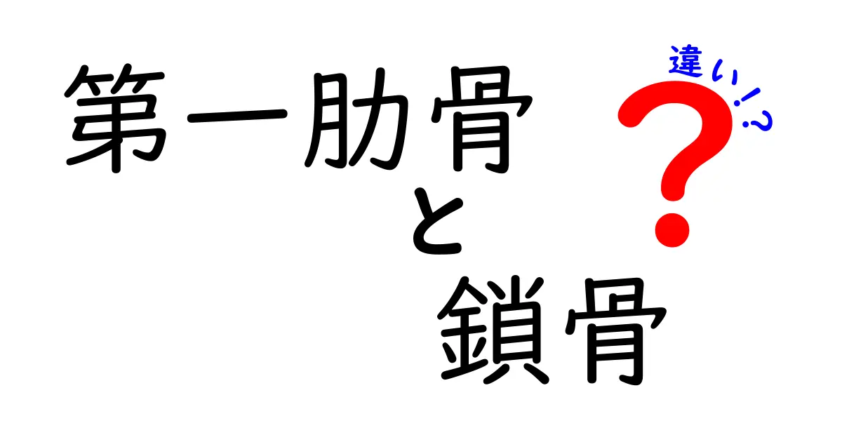 第一肋骨の謎と鎖骨の違いがひと目で分かる！痛みの原因からスポーツの動作まで解剖の基礎をやさしく解説