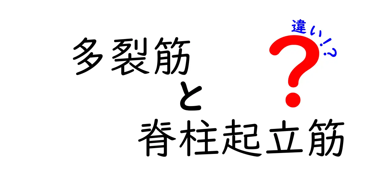 背中の主役を理解しよう！多裂筋と脊柱起立筋の違いを中学生にもわかる言葉で解説