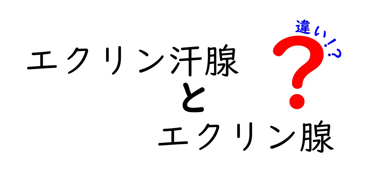 エクリン汗腺とエクリン腺の違いを解説！中学生にも分かるポイント徹底比較