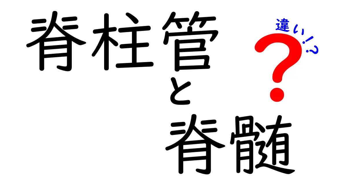 脊柱管と脊髄の違いをやさしく解説！中学生にも分かるポイント
