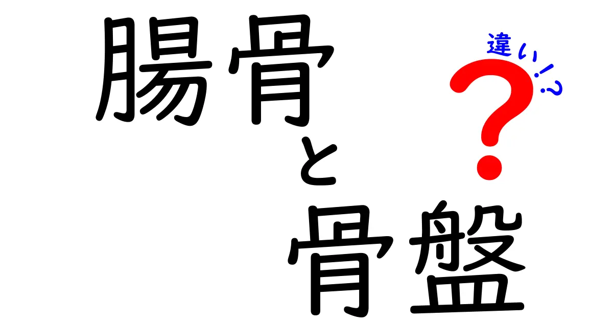 腸骨と骨盤の違いを徹底解説！図解で学ぶ基本と見分け方