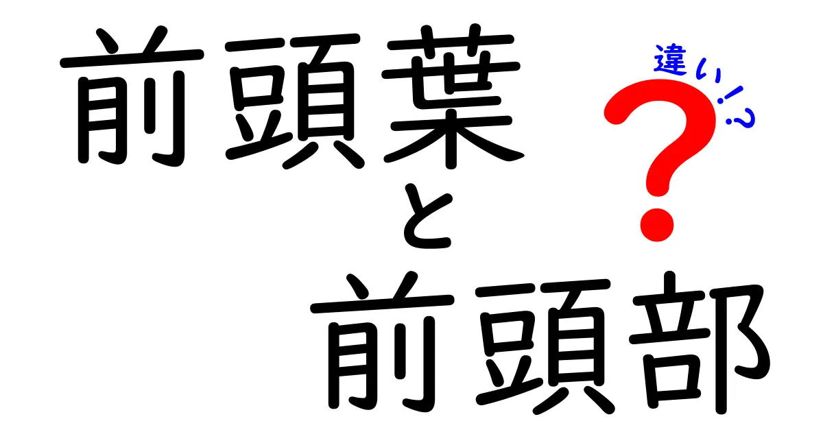 前頭葉と前頭部の違いを完全解説！脳の部位と顔の部位をやさしく理解する方法