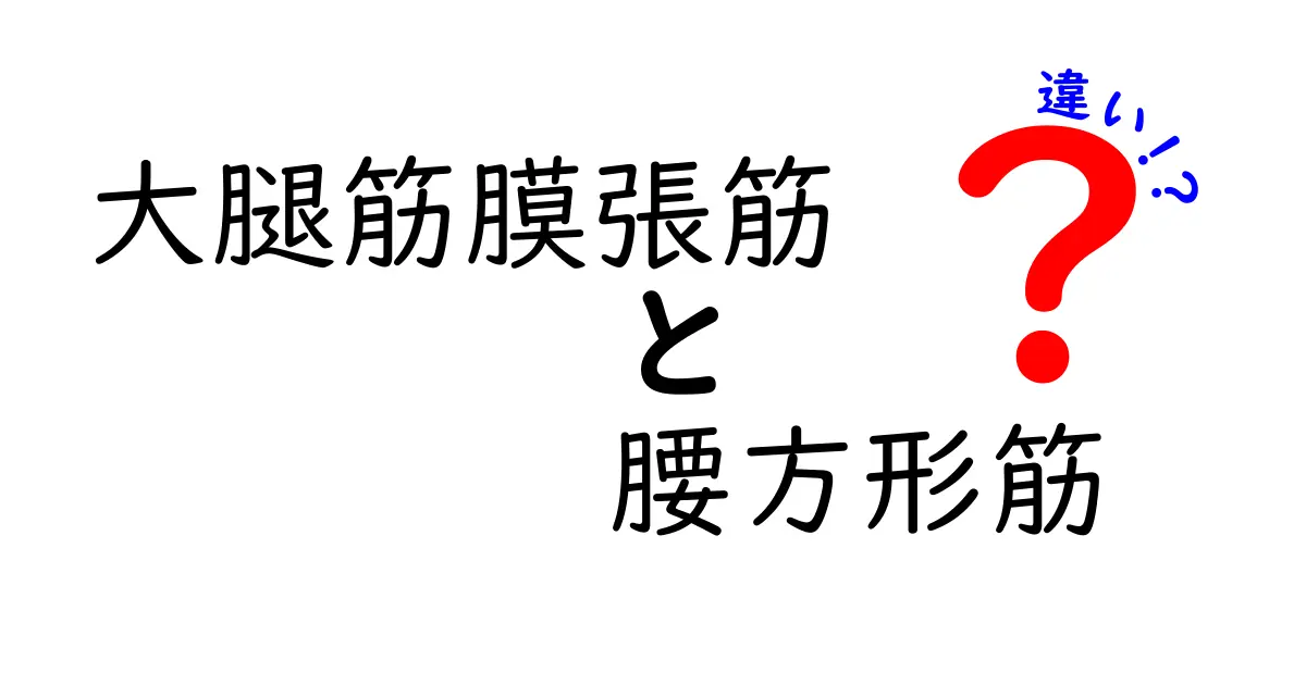 大腿筋膜張筋と腰方形筋の違いをやさしく解説！動きのポイントと痛みの原因を見分けよう