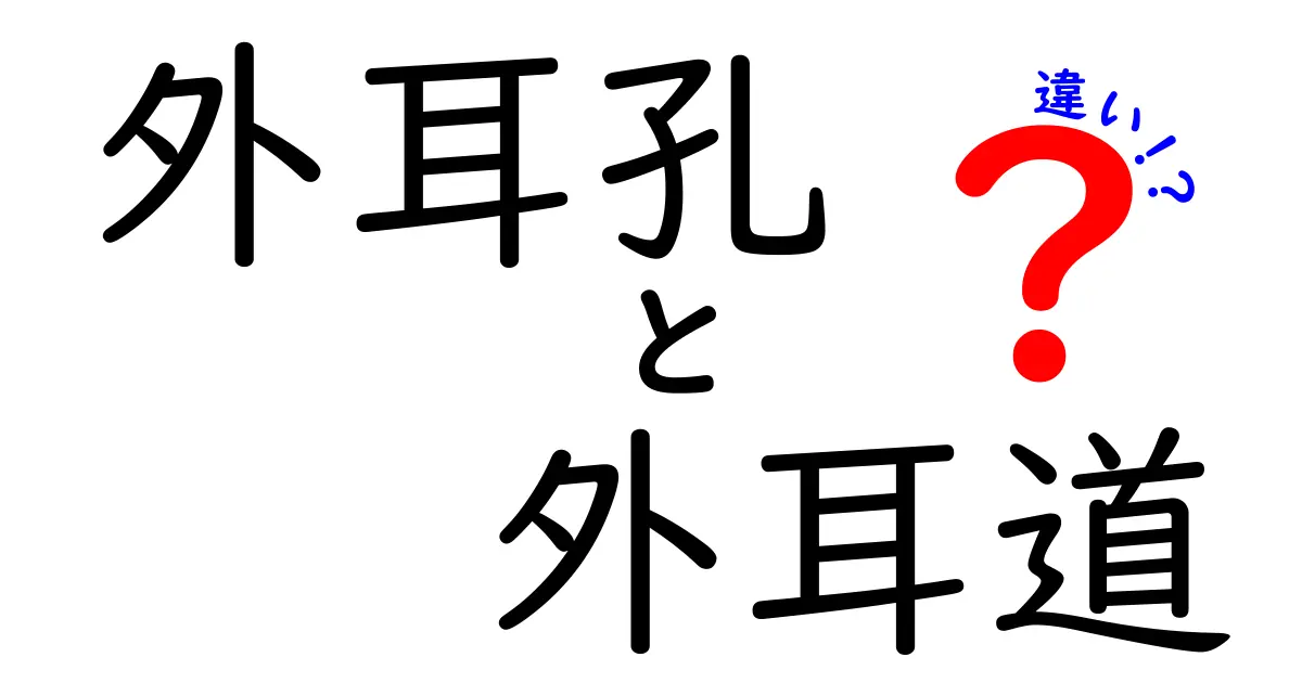 外耳孔と外耳道の違いを完全ガイド｜耳の仕組みを中学生にもわかりやすく解説