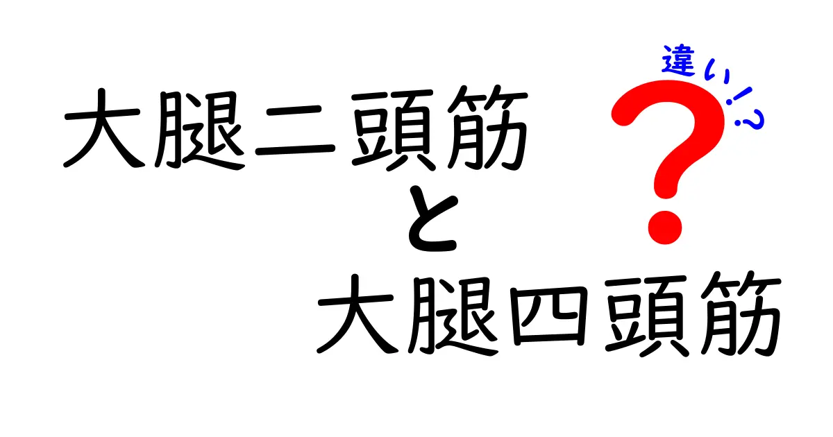 大腿二頭筋と大腿四頭筋の違いを徹底解説｜場所・役割・トレーニング・怪我予防まで中学生にもわかる図解付きガイド
