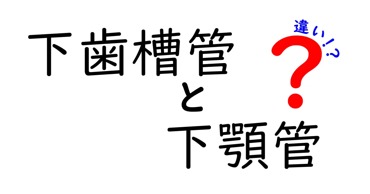 下歯槽管と下顎管の違いを徹底解説！医療現場でよく混同される理由と見分け方