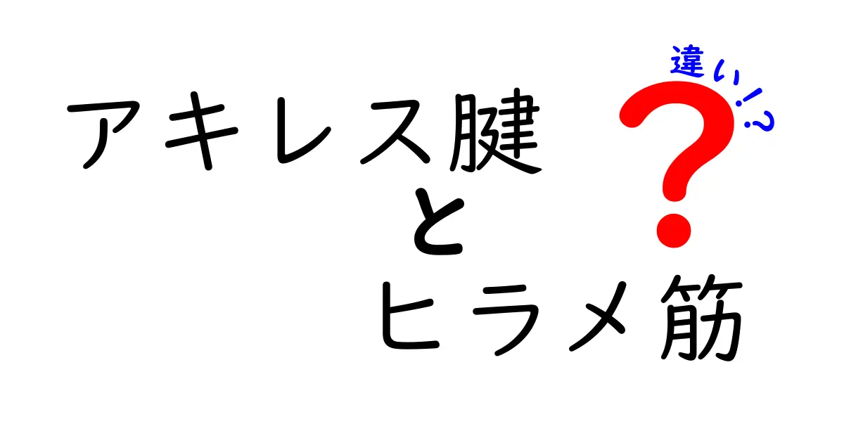 アキレス腱とヒラメ筋の違いを完全ガイド—走る前に知っておきたい基本とケアのポイント