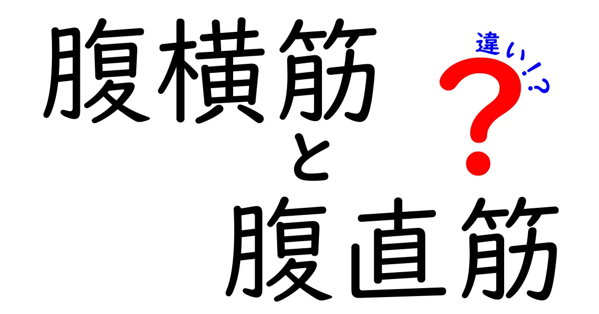 腹横筋と腹直筋の違いを徹底解説｜腹筋の本当の役割と鍛え方
