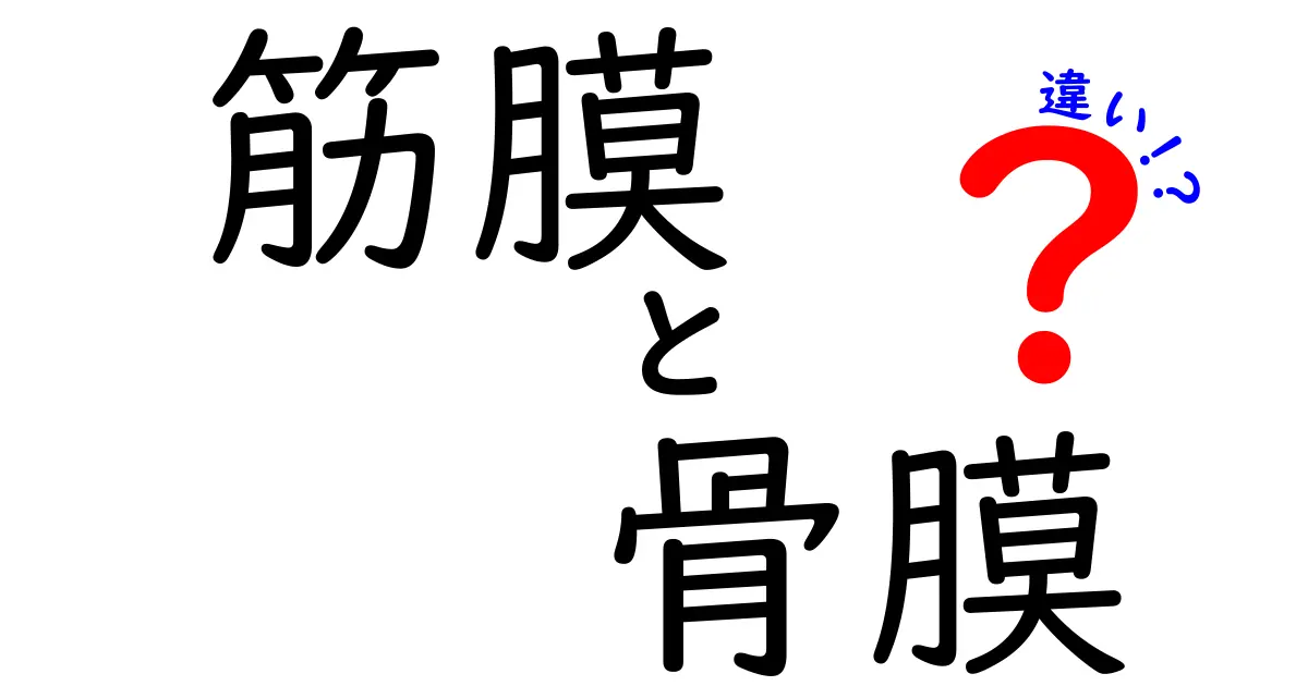 筋膜と骨膜の違いを徹底解説！中学生にもわかるやさしい解説