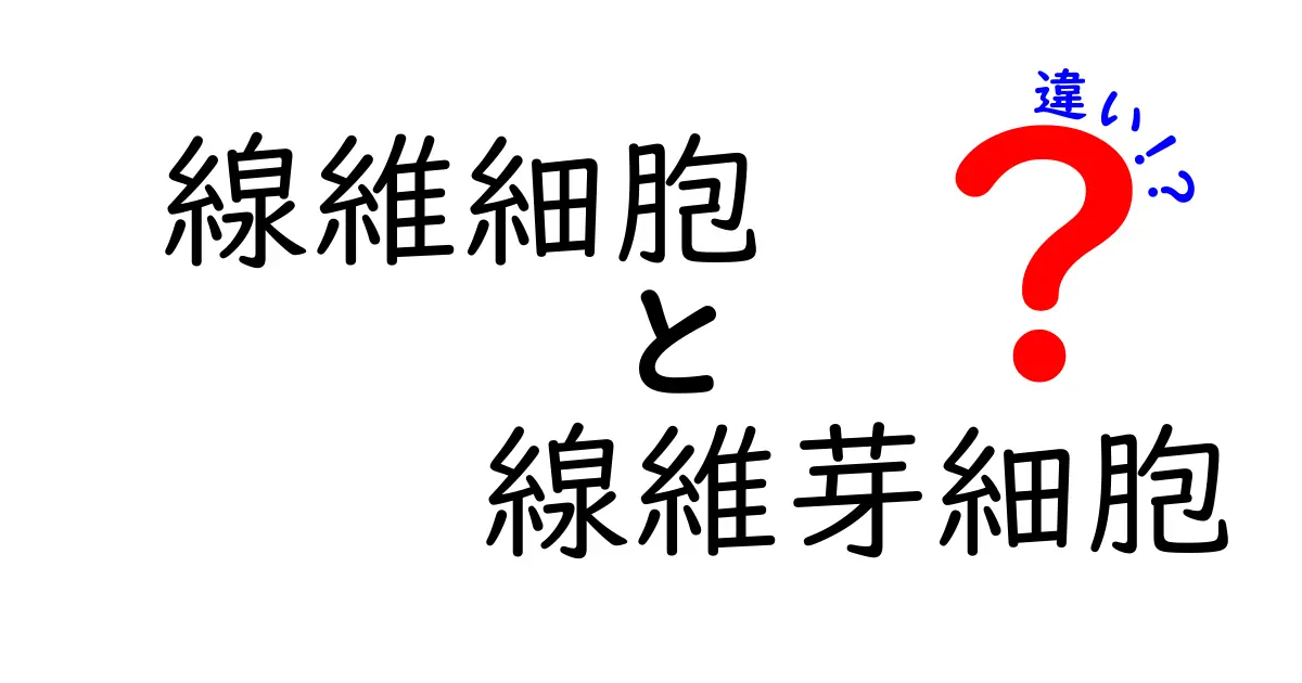 線維細胞と線維芽細胞の違いを徹底解説｜名前が似ても役割と働きがわかる