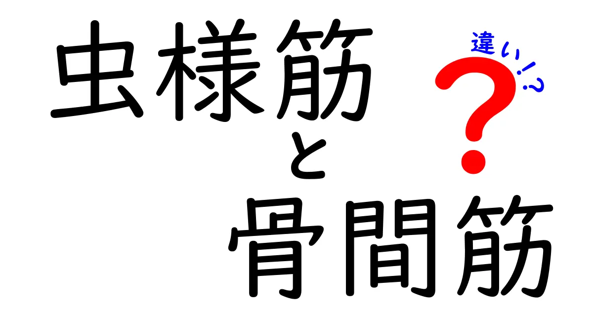 虫様筋と骨間筋の違いを徹底解説！指の筋肉の役割をやさしく理解するコツ
