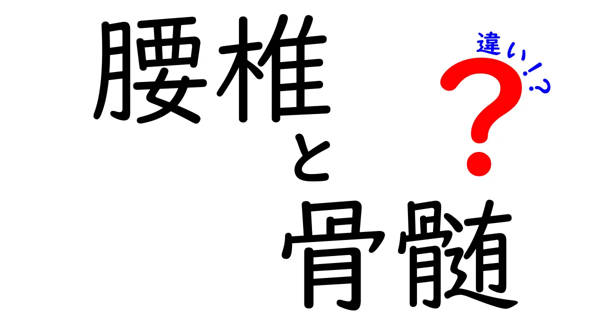腰椎と骨髄の違いを分かりやすく解説！腰の中身はどう違うのか