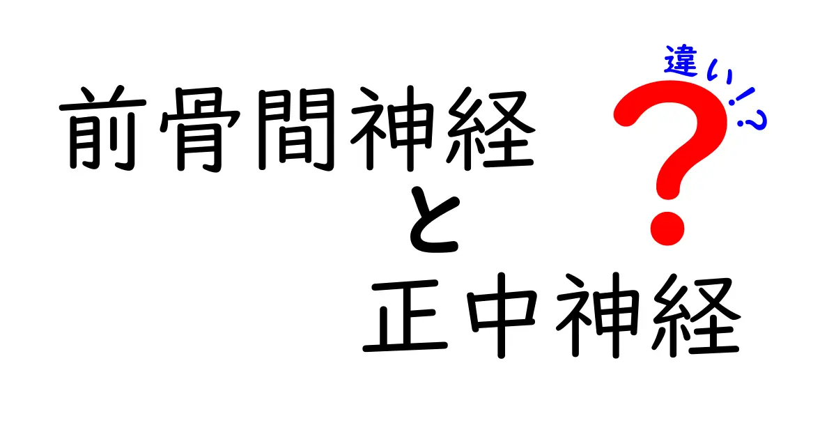前骨間神経と正中神経の違いを徹底解説！中学生にもわかる図解つき