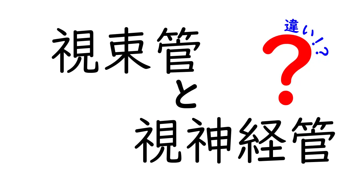 視束管と視神経管の違いを分かりやすく解説！中学生にも伝わる図解つきガイド
