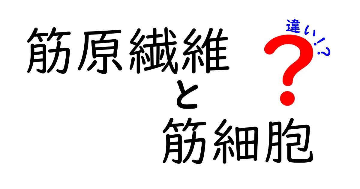 筋原繊維と筋細胞の違いを徹底解説！中学生にもわかるしくみと見分け方