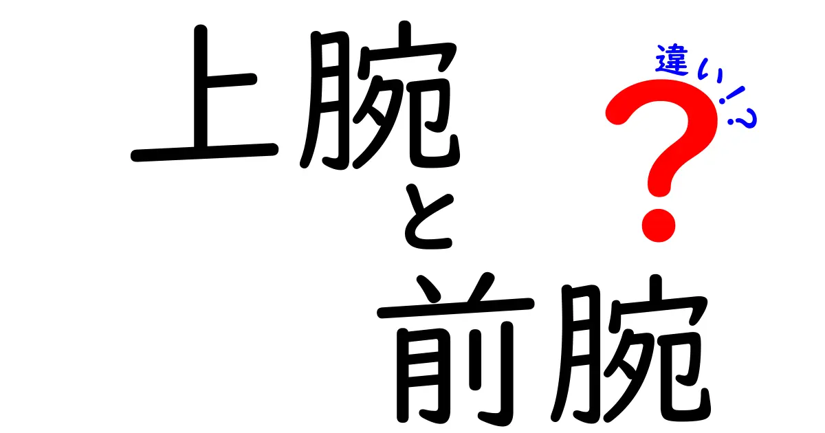 上腕と前腕の違いを徹底解説！中学生にもわかる具体例つき