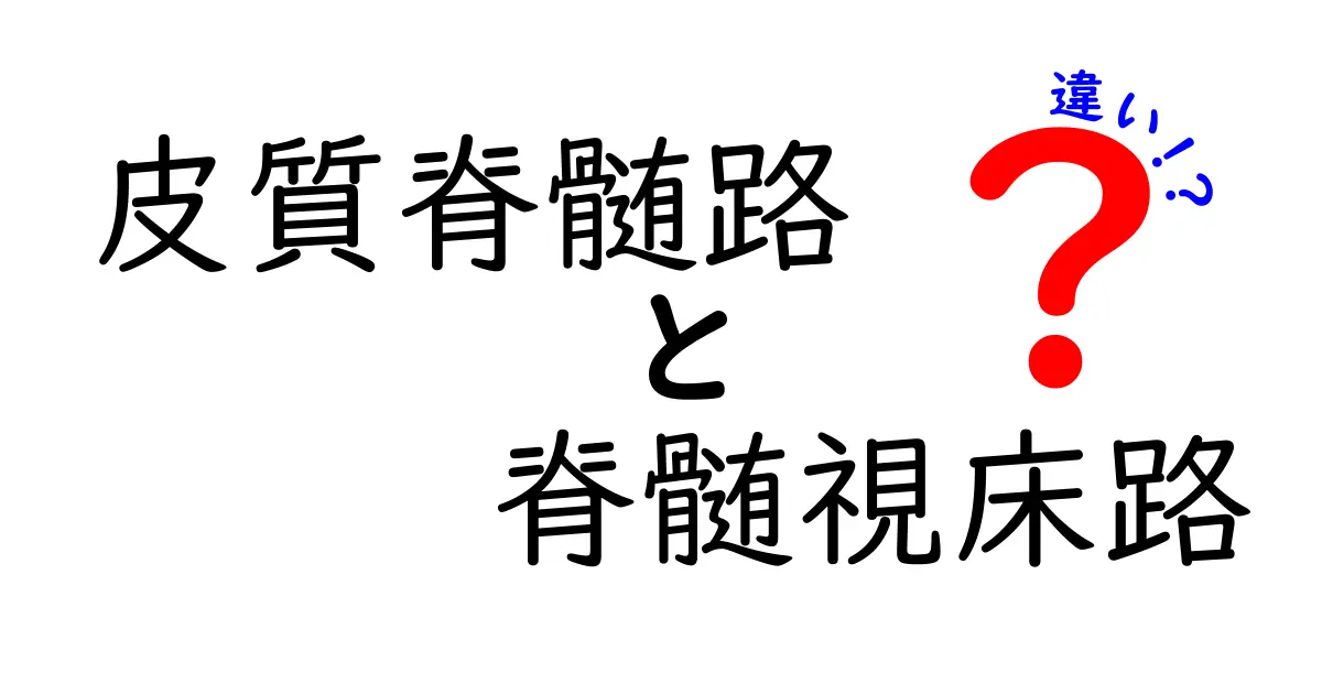 皮質脊髄路と脊髄視床路の違いを徹底解説！運動と感覚の通り道をわかりやすく比較