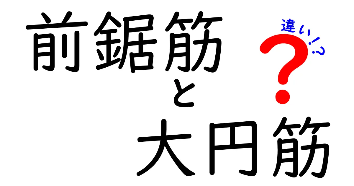 前鋸筋と大円筋の違いをわかりやすく徹底解説 | 体の仕組みを学ぶ入門ガイド