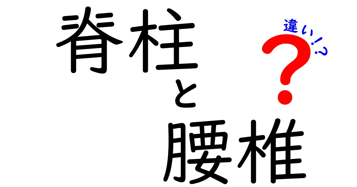 脊柱と腰椎の違いを徹底解説！中学生にもわかる図解と腰痛予防のポイント