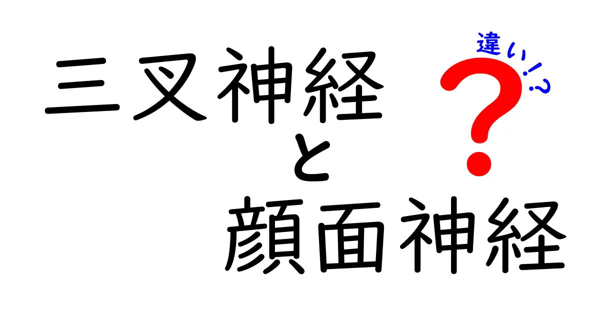 三叉神経と顔面神経の違いをわかりやすく解説！感覚と運動の役割を徹底比較