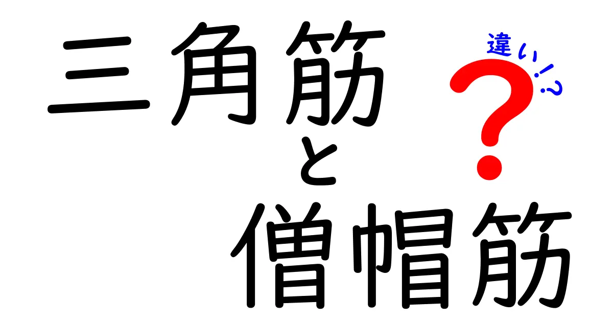三角筋と僧帽筋の違いを徹底解説！日常動作からスポーツまでの使い分けが分かる