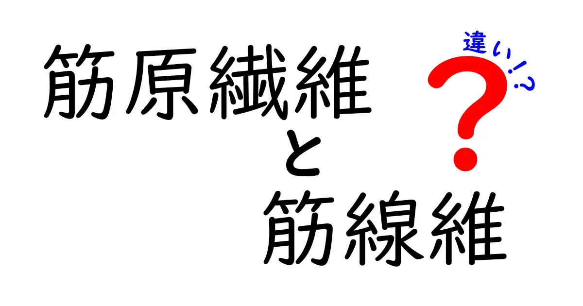筋原繊維と筋線維の違いを徹底解説！中学生にも分かる図解つきガイド