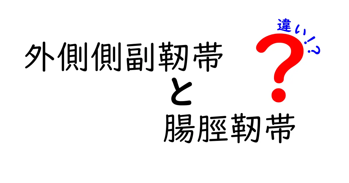 外側側副靭帯と腸脛靭帯の違いを徹底解説：名前だけじゃない、部位・役割・ケガのリスクをあなたに