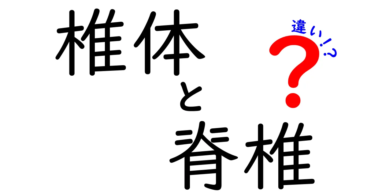 椎体と脊椎の違いを完全解説！中学生にもわかる図解つきガイド