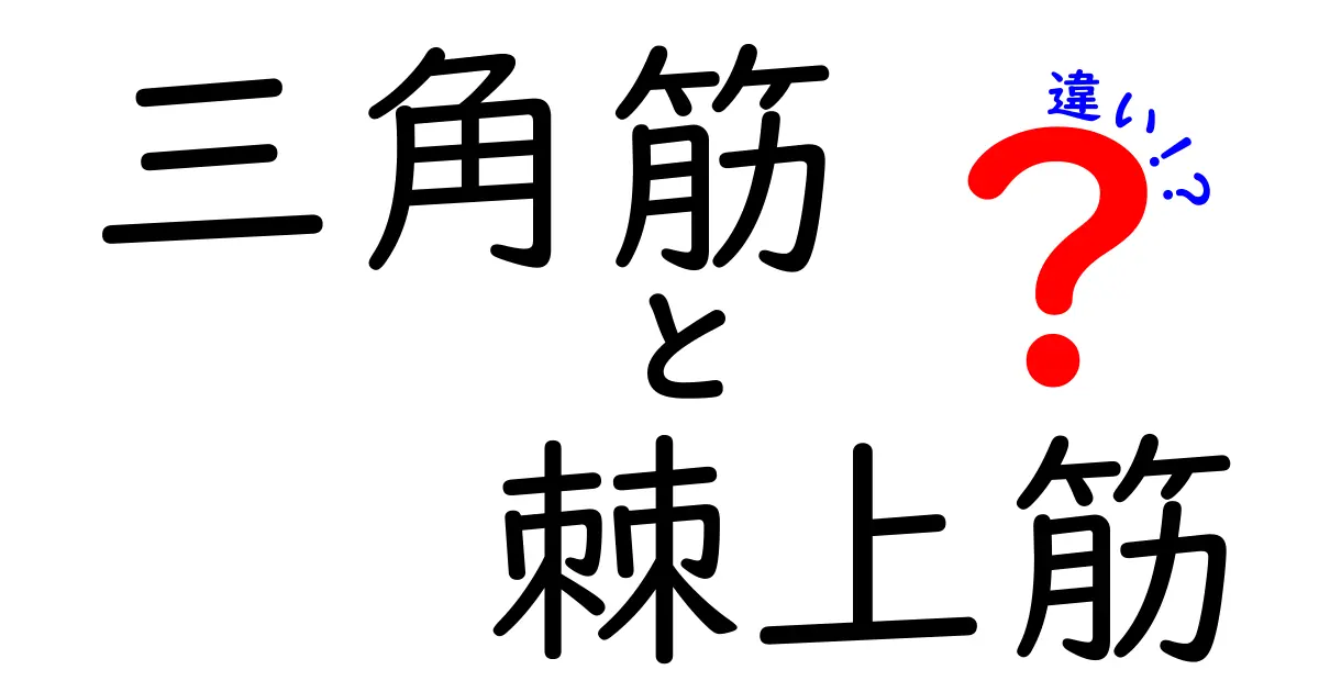 三角筋と棘上筋の違いをやさしく解説｜肩の動きを正しく理解する