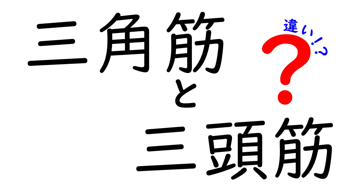 三角筋と三頭筋の違いを完全解説！鍛え方と使い分けのポイント