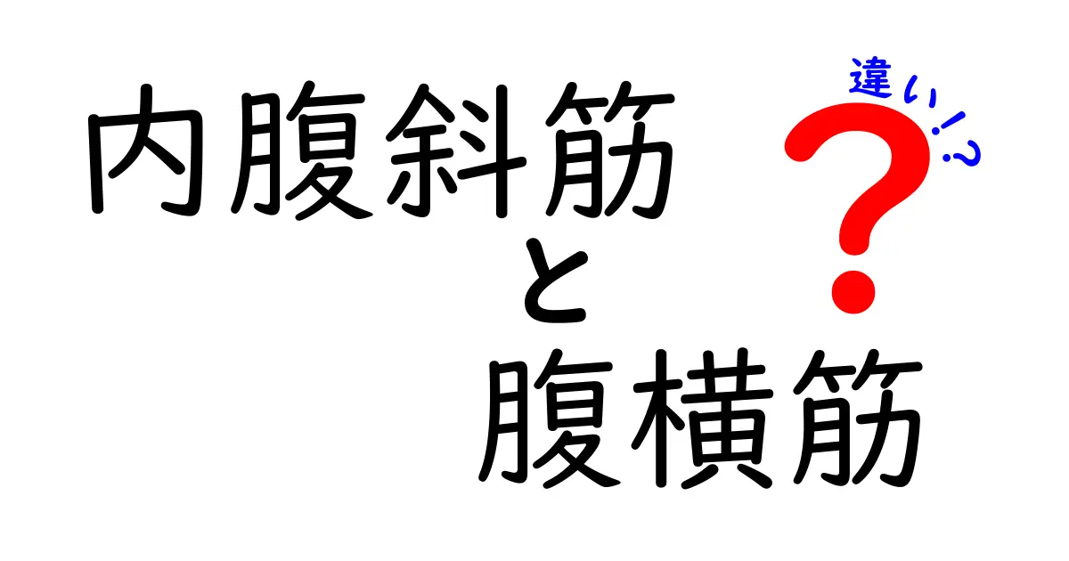 内腹斜筋と腹横筋の違いをわかりやすく解説！場所・役割・鍛え方を図解つきで丁寧に
