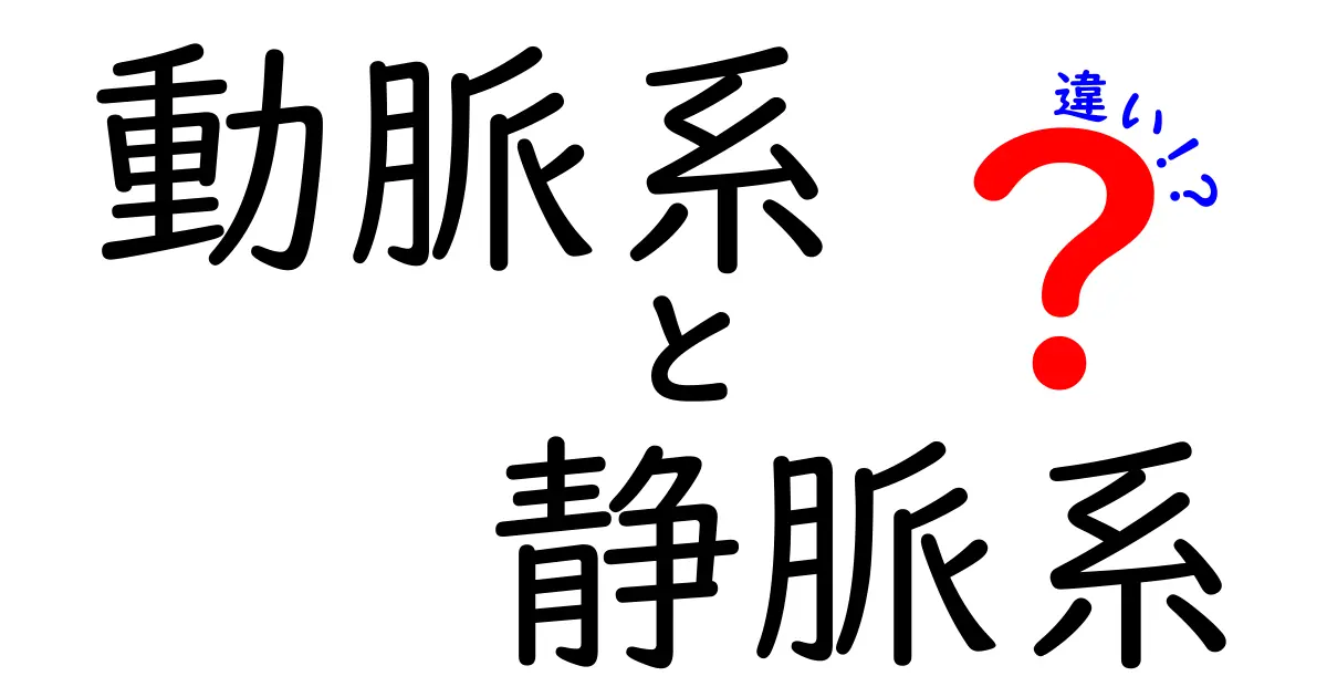 動脈系と静脈系の違いをやさしく解説！血液が運ぶ役割と仕組みを徹底比較