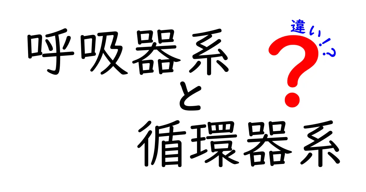 呼吸器系と循環器系の違いを徹底比較｜中学生にも分かる体のしくみガイド