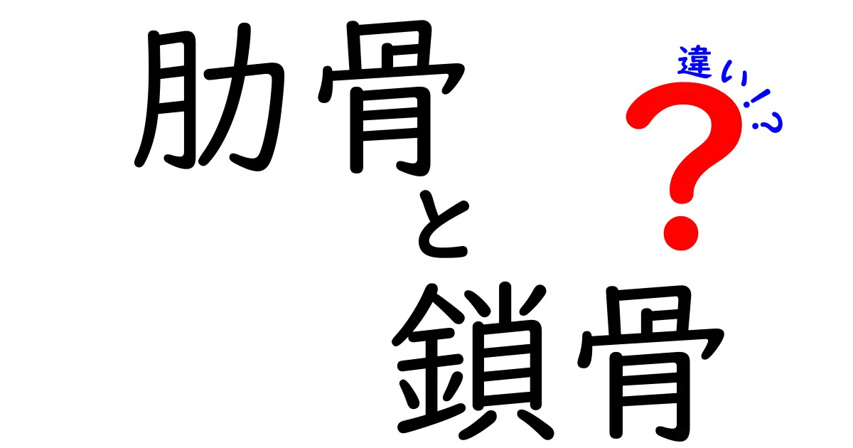 肋骨と鎖骨の違いを徹底解説！胸郭と肩を支える2つの骨の役割をわかりやすく解明