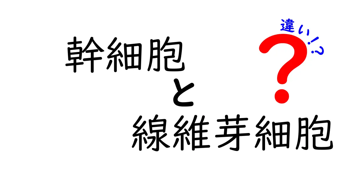 幹細胞と線維芽細胞の違いをわかりやすく解説｜体の仕組みと未来医療をつなぐポイント