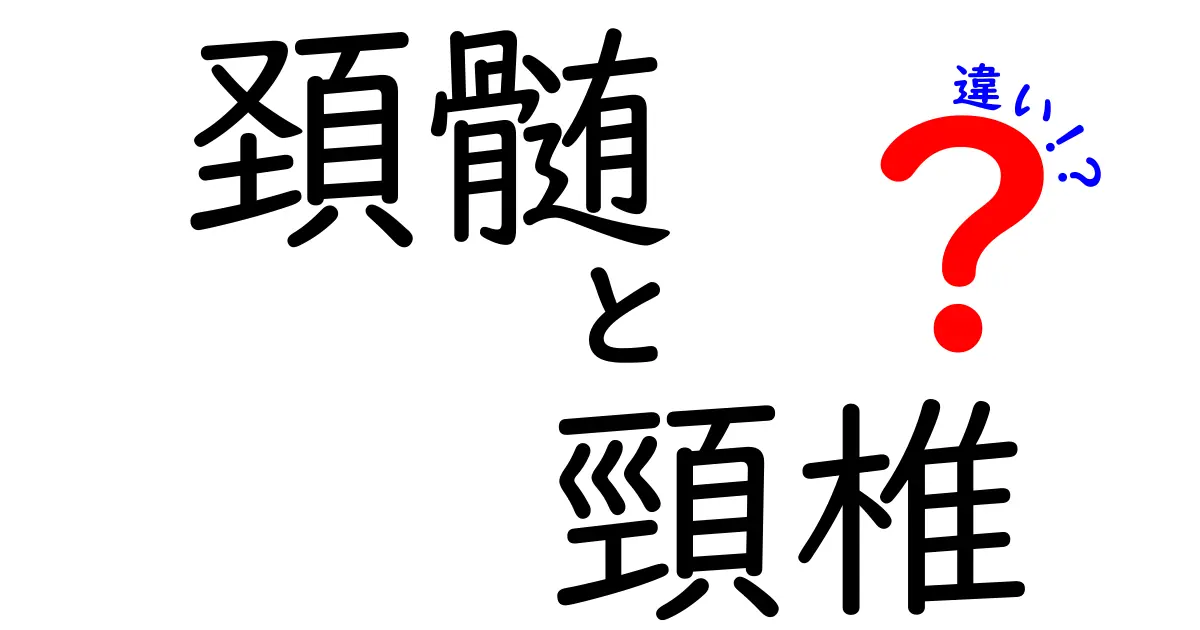 頚髄と頸椎の違いを完全ガイド—中学生にもわかる体の仕組みと見分け方