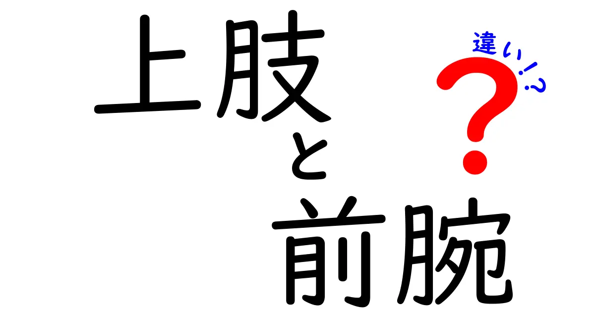 上肢と前腕の違いを徹底解説｜中学生にも分かる基本講座