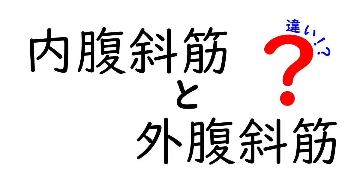 内腹斜筋と外腹斜筋の違いを徹底解説！中学生にもわかる腹斜筋の基礎とトレーニング