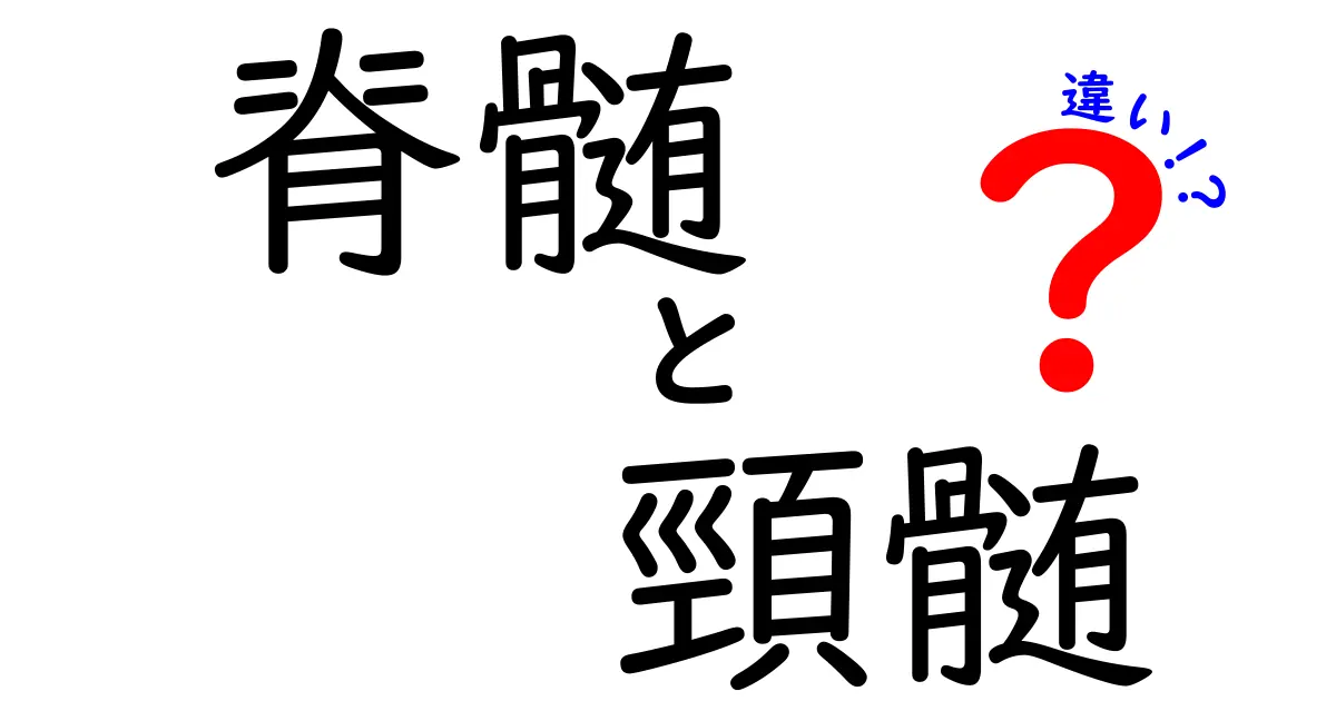脊髄と頸髄の違いを徹底解説！中学生にもわかる図解つき入門