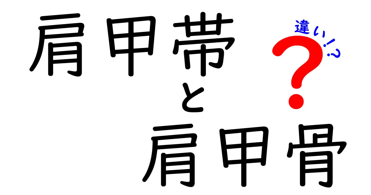 肩甲帯と肩甲骨の違いを完全解説！中学生にも伝わるイメージとポイント