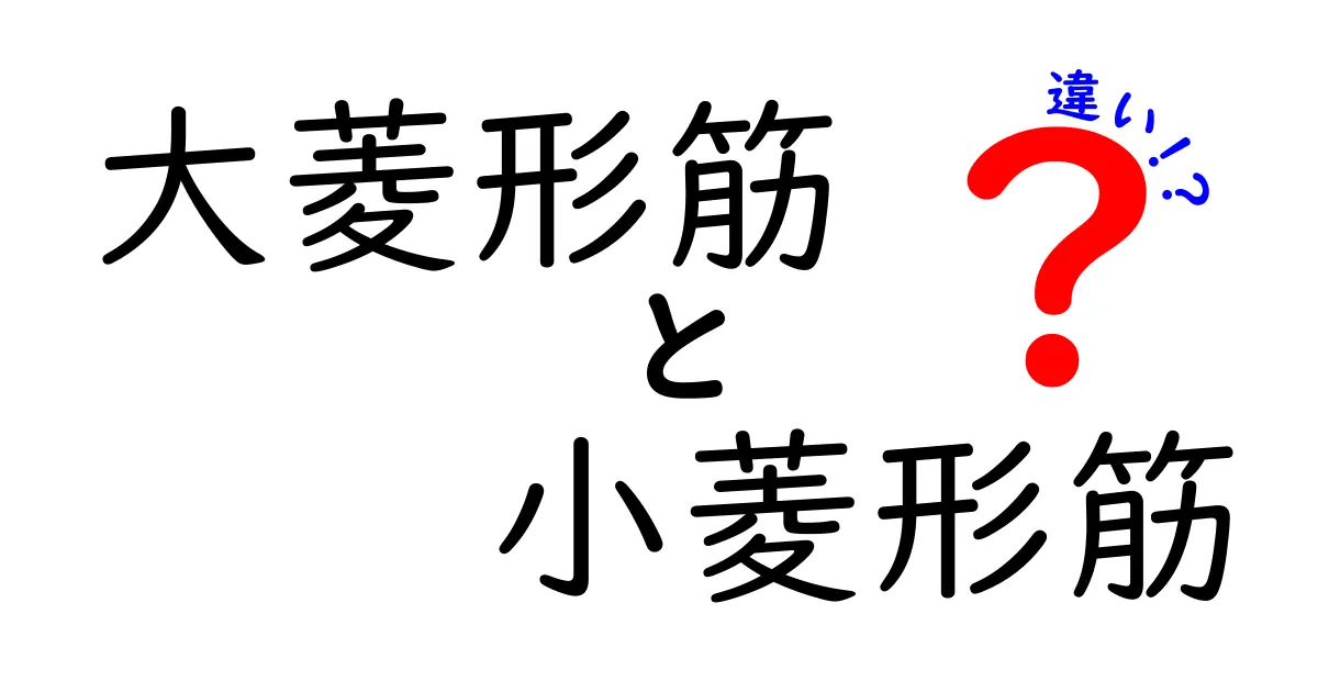 大菱形筋と小菱形筋の違いをわかりやすく徹底解説｜役割と痛みの予防まで