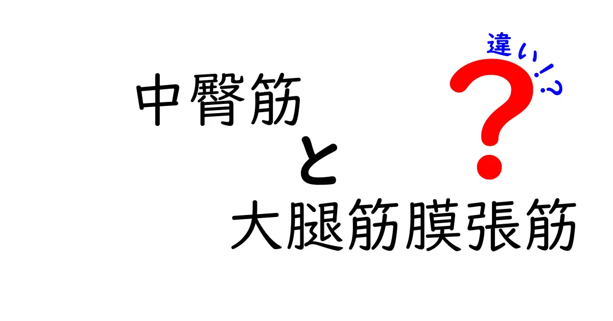 中臀筋と大腿筋膜張筋の違いを徹底解説｜位置・機能・怪我予防・トレーニングのコツ